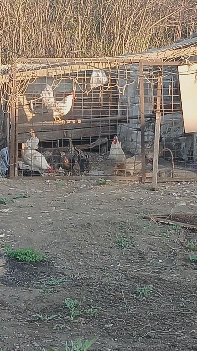 2 Әтеш сатылады біреуі 5000 теңгеден