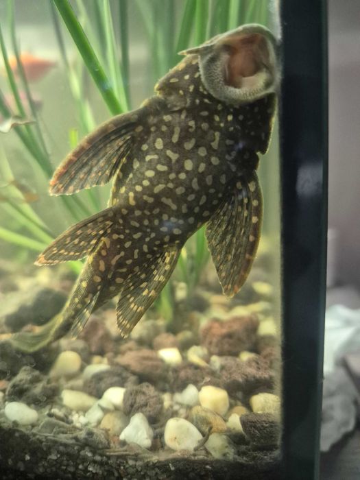 Vând Gibbiceps Pleco   12-14 cm