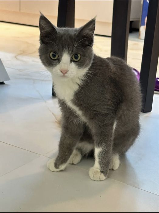 Отдам даром кошку в хорошие руки