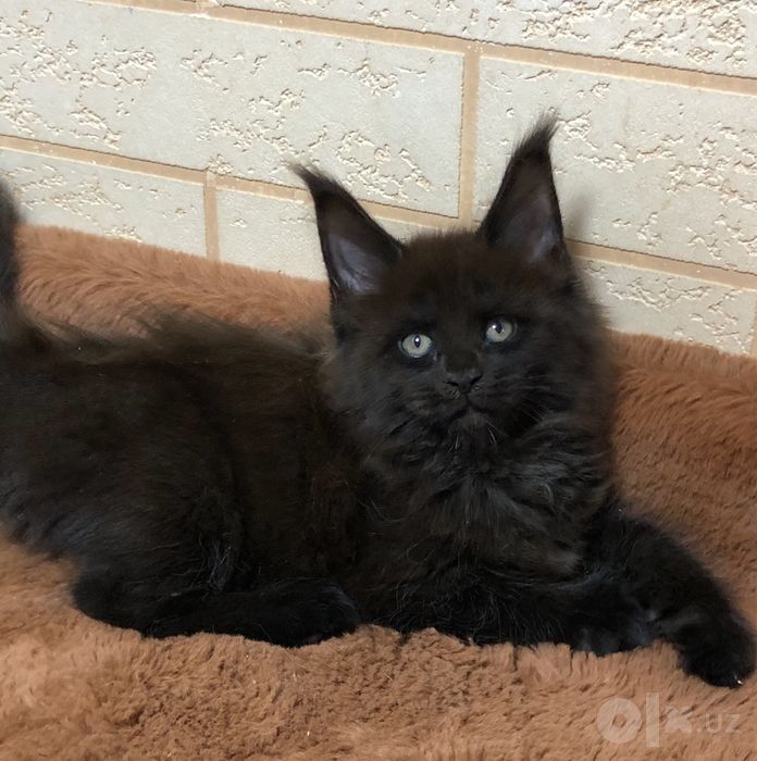 Скоро продажа! Черные Мейн-Куны!