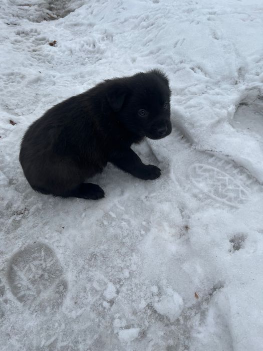 Щенки в добрые руки