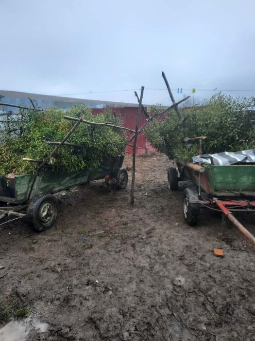 Vând vâsc la buchete