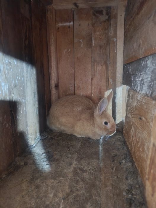 Burgun quyon bolalari erkegagi ayoli bot