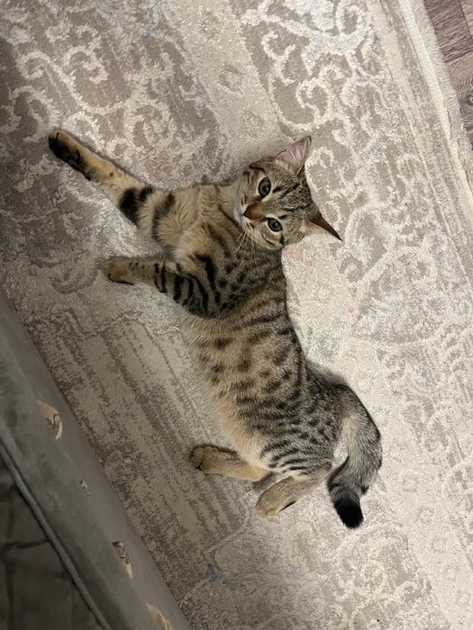 Отдам кошку в добрые руки.