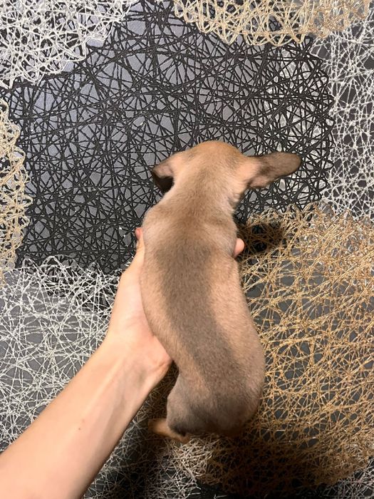 Продаётся щенок карликового пинчера