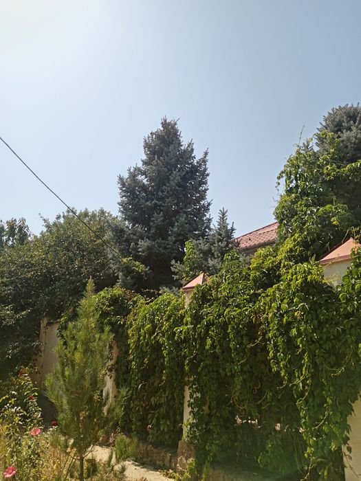Продам голубой Ель.  3 шт