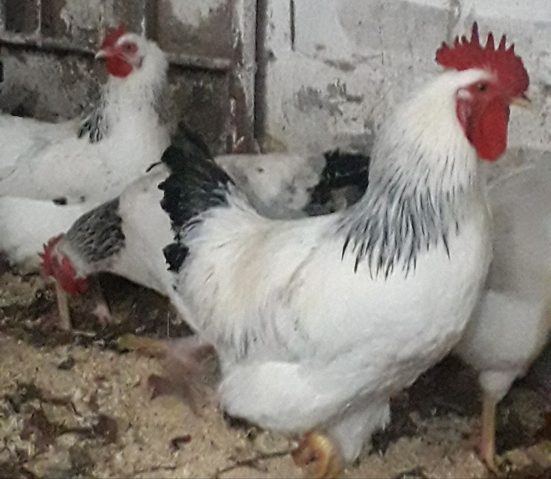 Продам инкубационное яйцо курей!