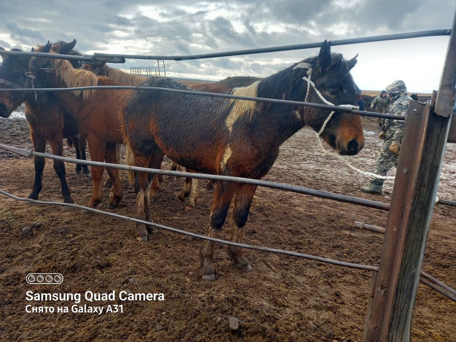 Жабағы лары сатылады