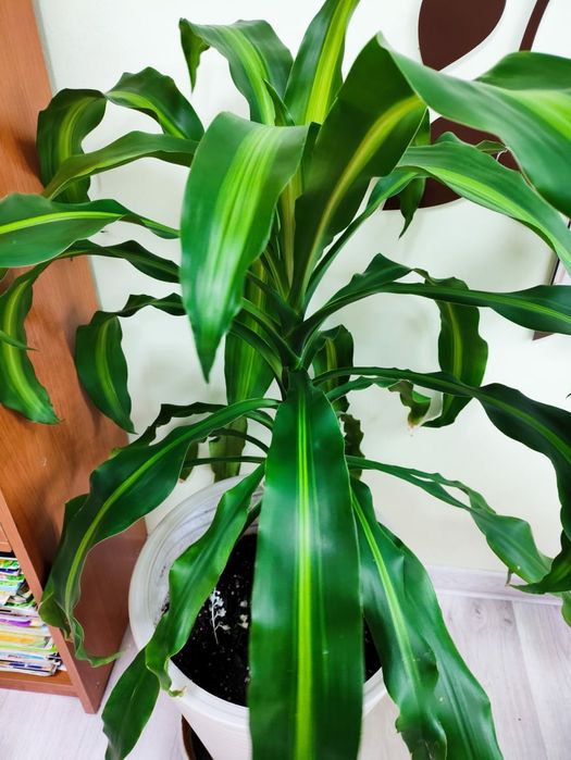 Продам комнатные цветы 50 горшков