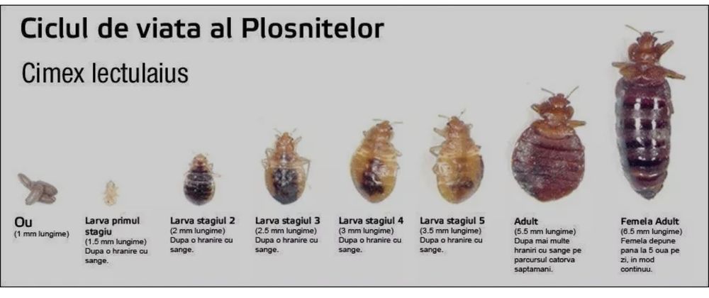 Dezinsecție și deratizare rapida - Plosnite, gândaci, soareci