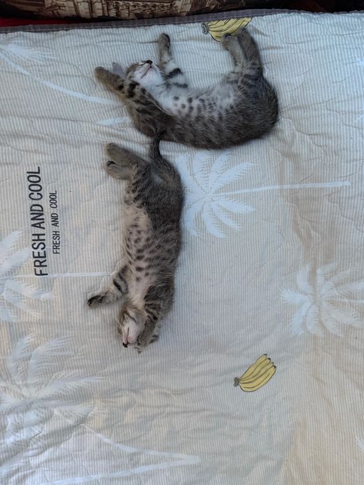 Котята бесплатно