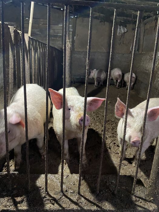 Продавам прасета