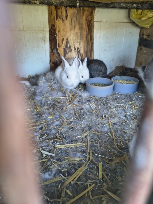 Iepurasi mici de companie iepurita cu pui de 3 zile. .iepuroi adult