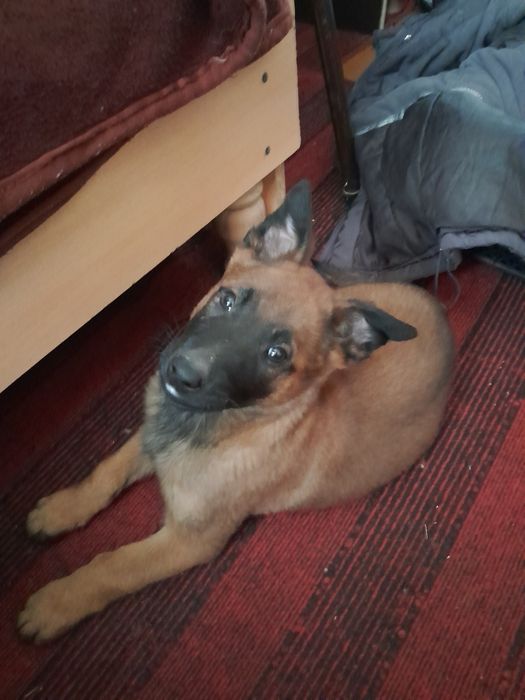 Belgeyiski afcharka malinua