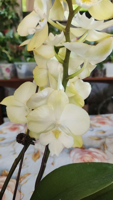 Не знаешь что подарить?