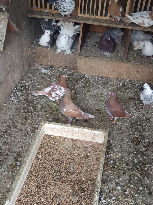 Voiajori  Meulemans de vânzare