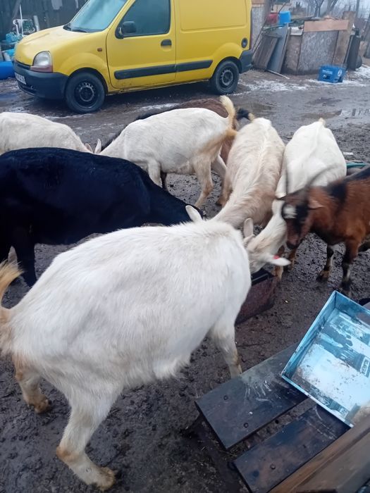 Capre sannen gestante