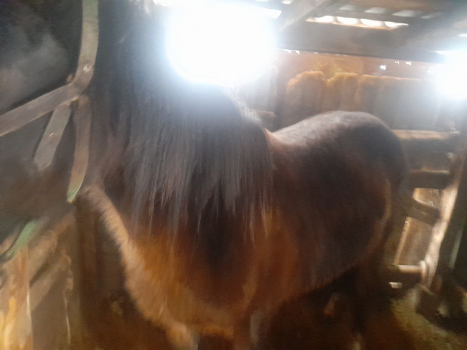 Кобыла жирная сирак 200