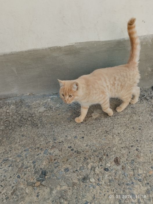 Отдам даром кота