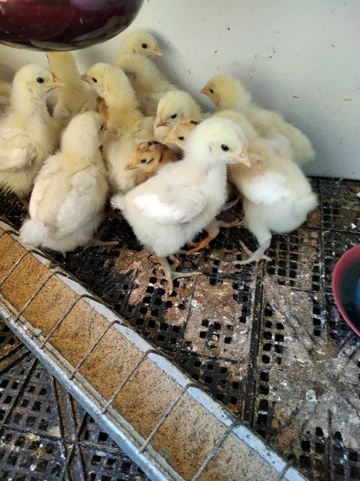 OFERTA: 12 pui de gaina de 10 zile rasa La Bresse -caviarul gainilor