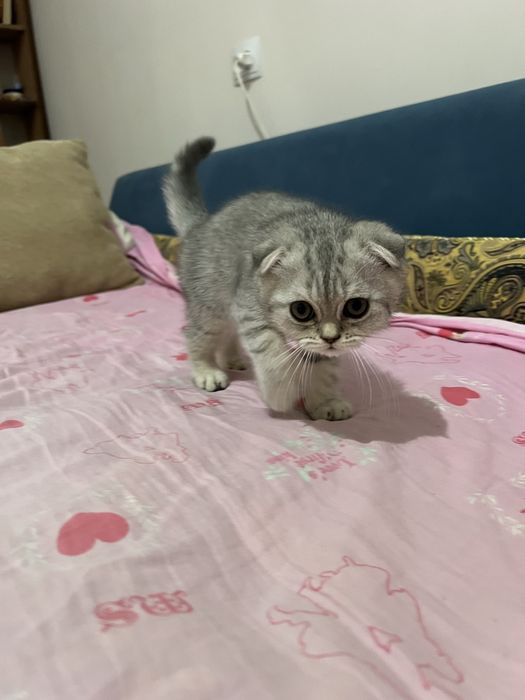 Скоттиш фолд 2та боласи