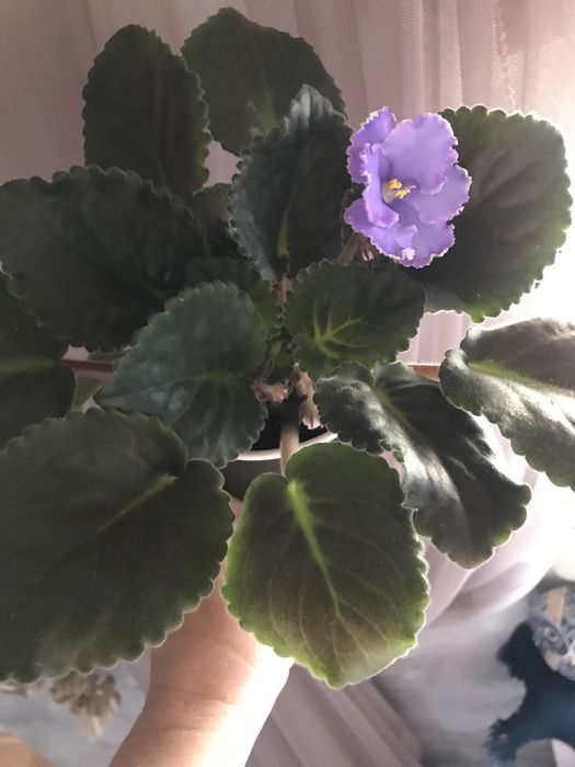 Продам фиалки цветущие