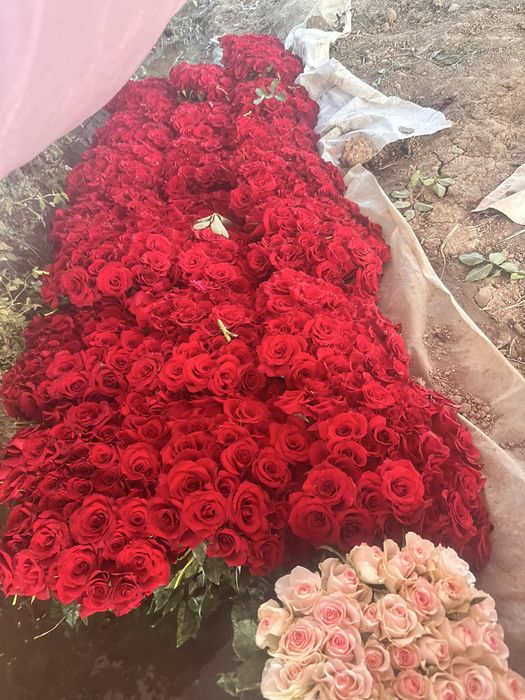 Атиргул кучати ва куз кучатлари сотилади