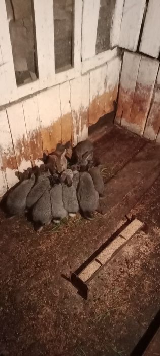 Кролики продаются