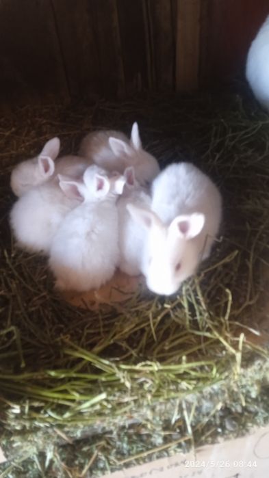 Прадам кральчат виликанаы