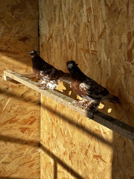 Продам голубей молодеж