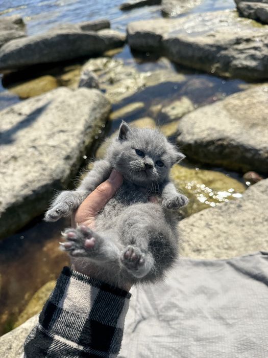 Элитные вислоухие котята