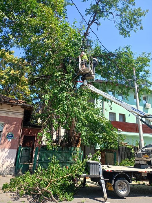 Tăiere copaci/toaletare arbori înalți oriunde cu plăcere
