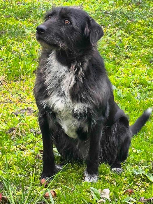 Търсим дом за куче