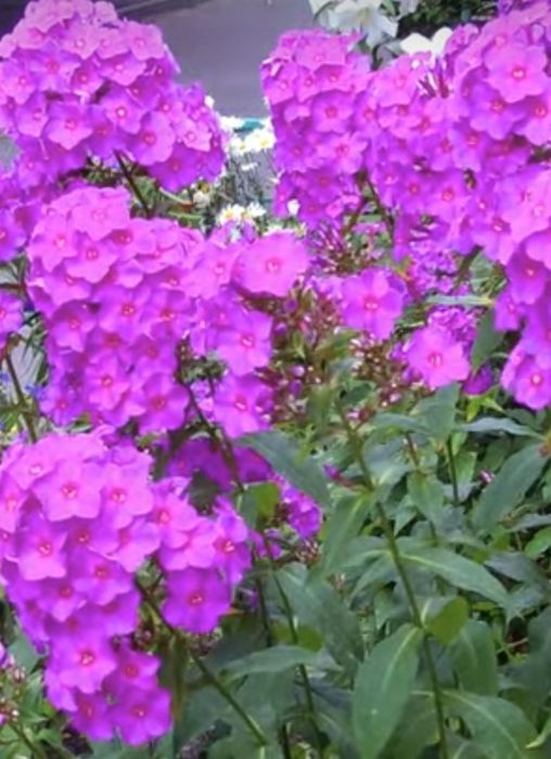 Энг чиройли ва сифатли гул кучат ва уруглар у