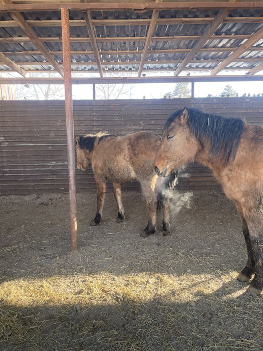 Байталдар сатылады