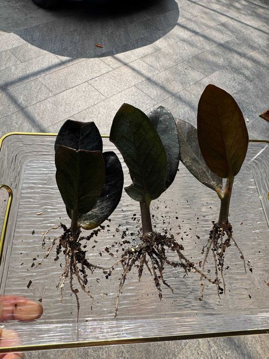 Замиокулькас Равен и Зеленый — клубни