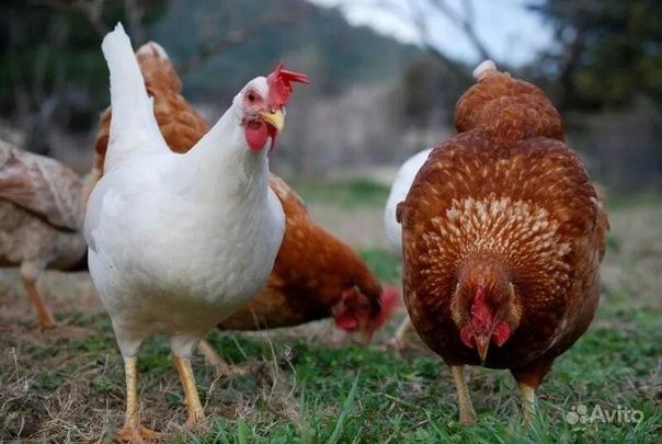 Куры несушки.      .