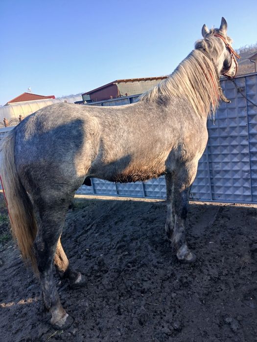 De vânzare cal castrat