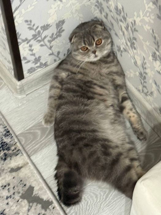 Вязка ( не продается) кушишга