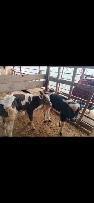 одежда Бузаулар сатылады