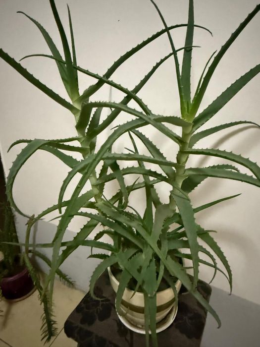 Продам цветы цены от 10000 до 20000тенге