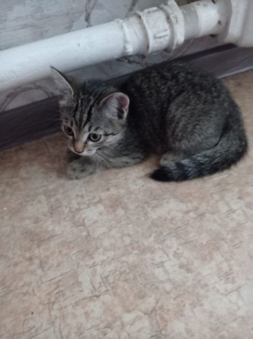 Отдам котенка девочка в добрые руки