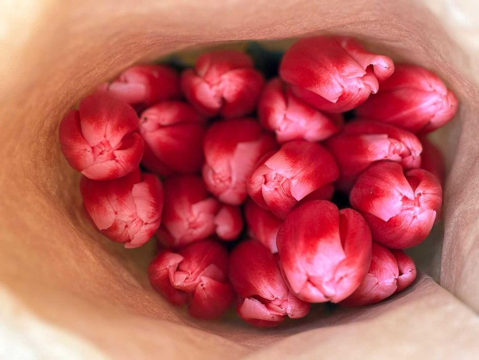 Тюльпаны оптом и в розницу