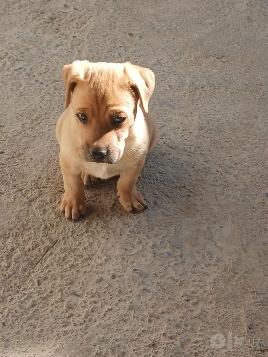 Labrador iti ug'il bola