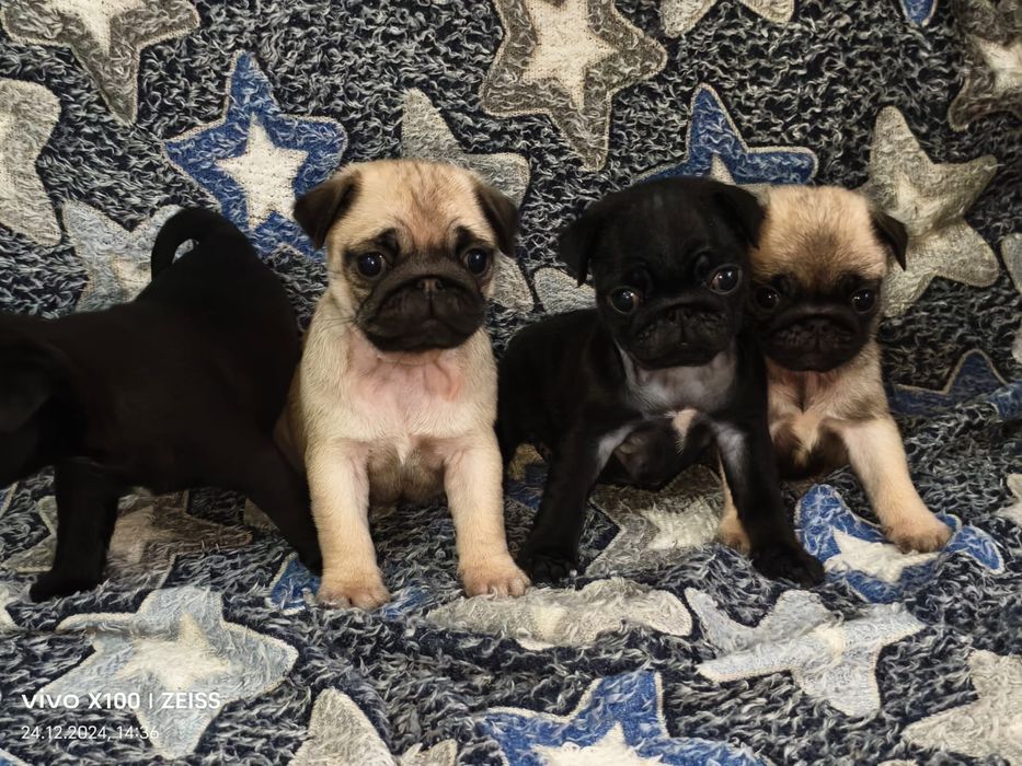 Очаровательные щенки Мопса.