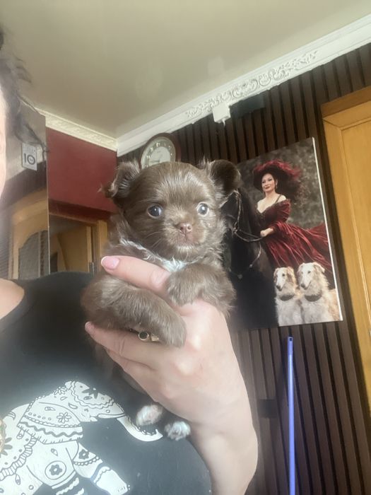 Девочка чихуахуа