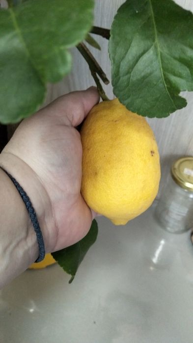 Продам лимонные деревья