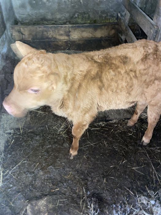 Карова с телёнкой и бычок