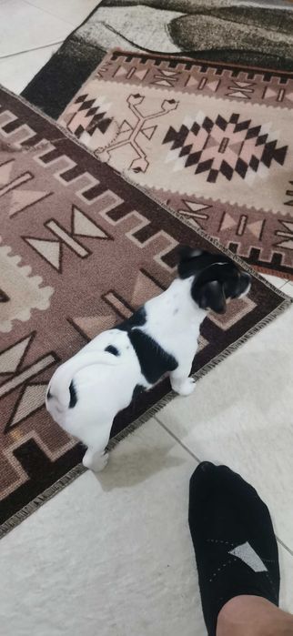 Джак ръсел маллък