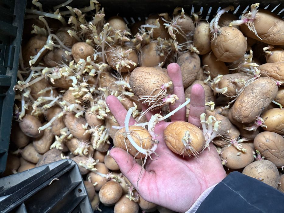 Cartofi de sămânță/ Arizona